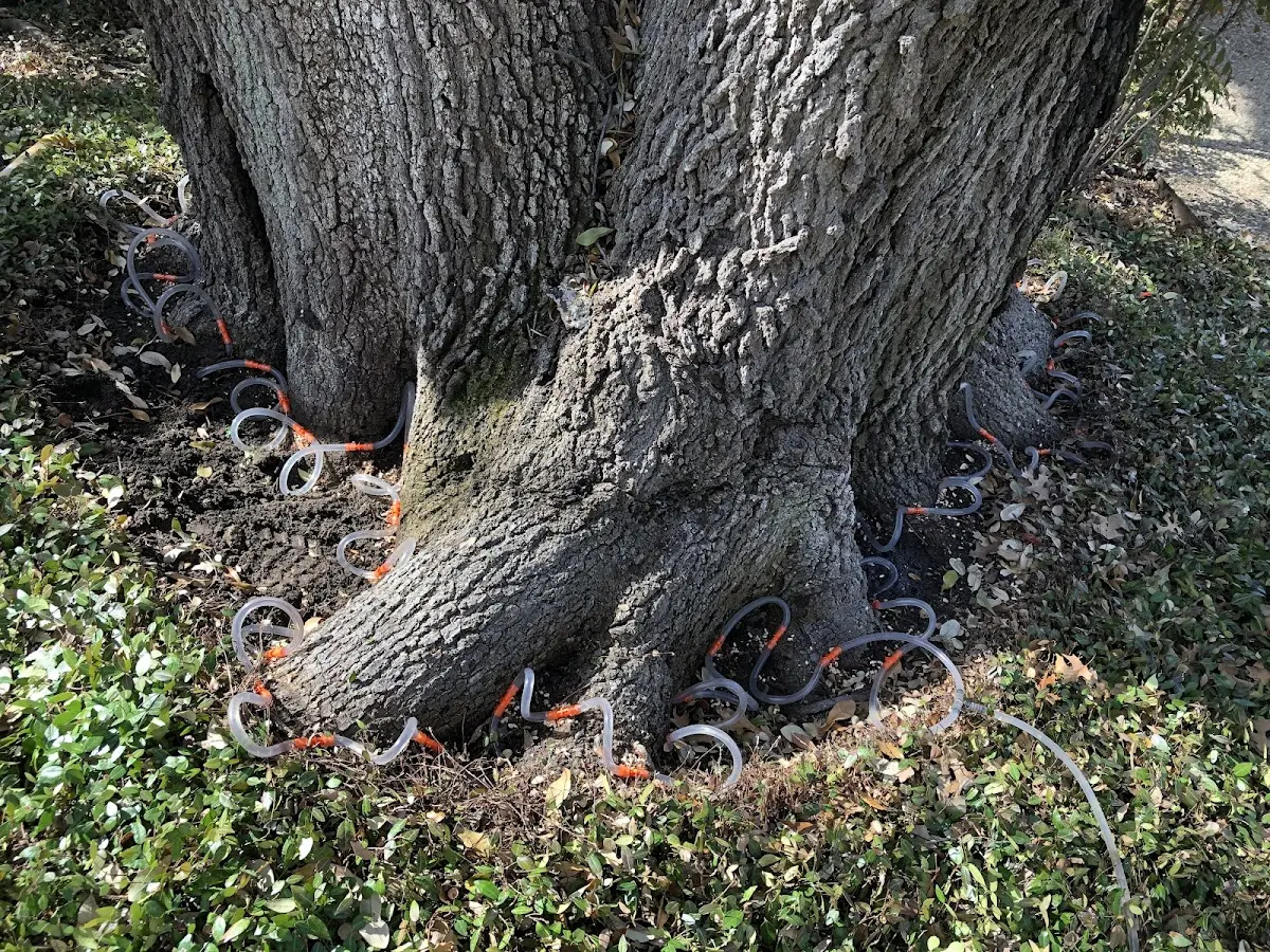 Detailed Tree Cabling and Bracing job site in Stillwater