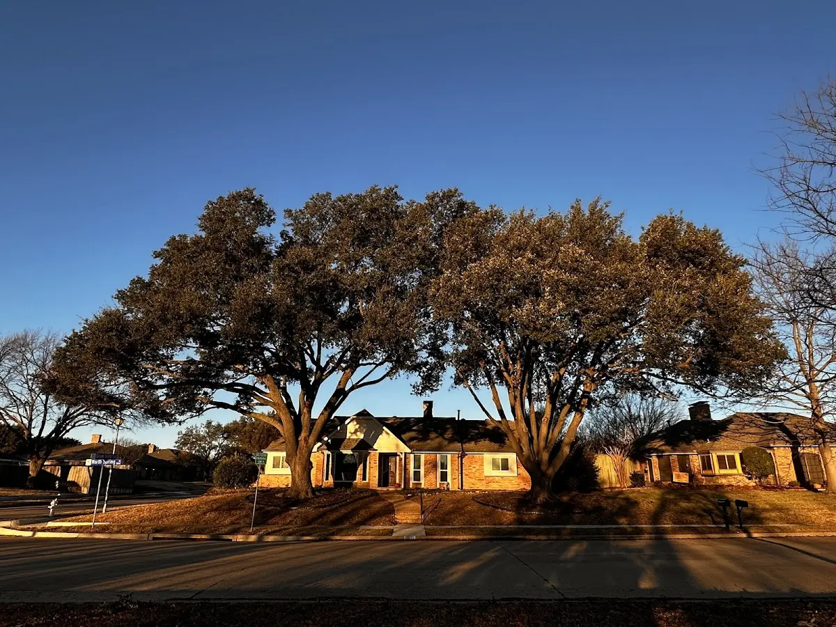 Established residential canopy tree shading a home in Stillwater